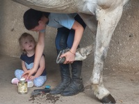 Programme des Stages Février 2026 Petits Poneys !