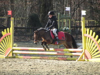 Poneys